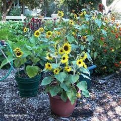 Sunflower Junior - Renee's Garden