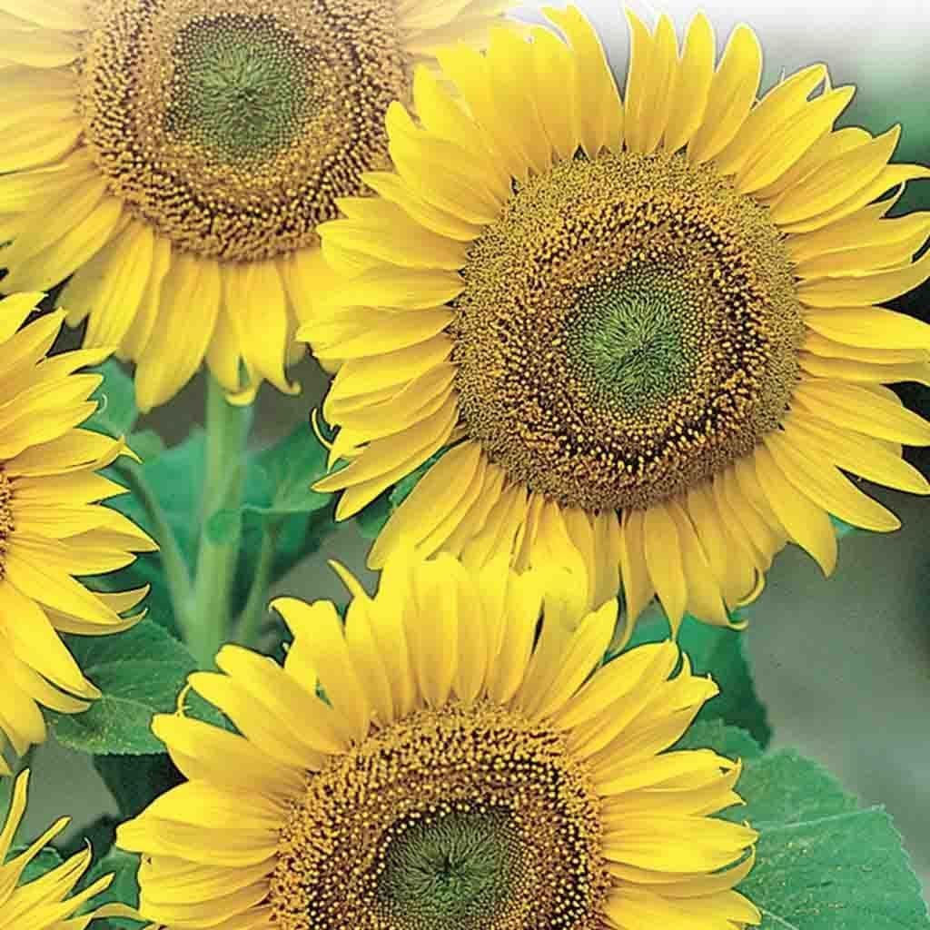 Sunflower Large Seeded Tall - McKenzie Seeds 