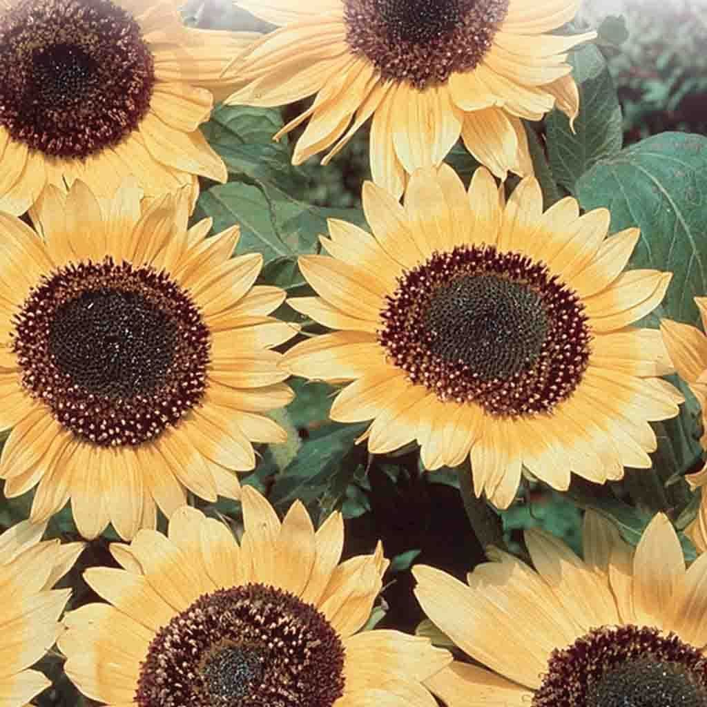 Sunflower Lemon Queen - McKenzie Seeds 