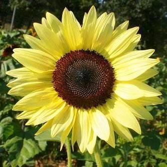 Sunflower Lemon Queen - Renee's Garden