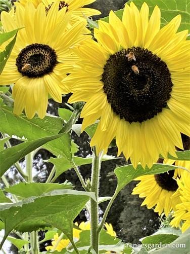 Sunflower Lemon Queen - Renee's Garden