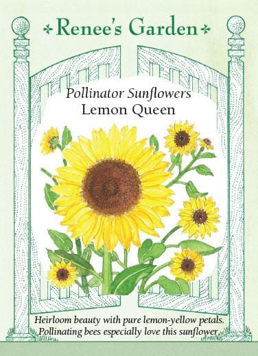 Sunflower Lemon Queen - Renee's Garden