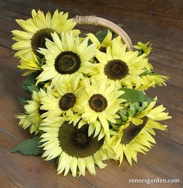 Sunflower Lemon Queen - Renee's Garden