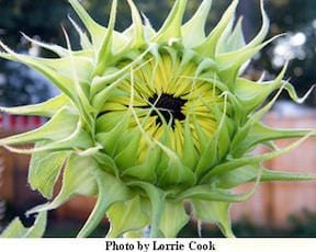 Sunflower Lemon Queen - Renee's Garden