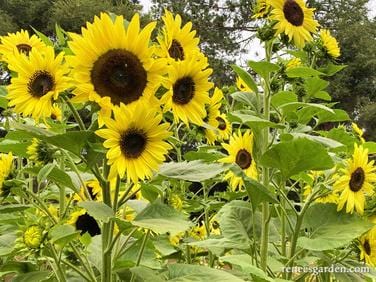 Sunflower Lemon Queen - Renee's Garden