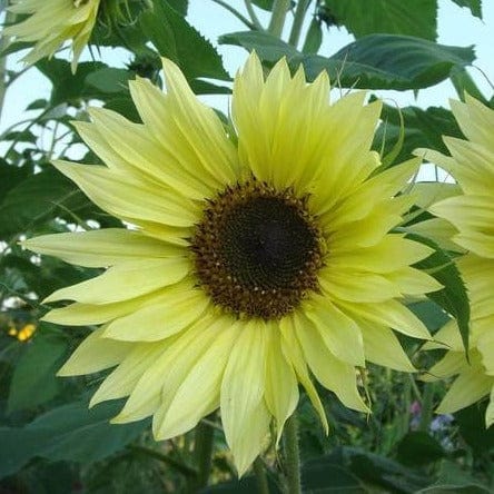 Annual Lemon yellow Great for bouquets Grows to 2m (6') Tall branching plant