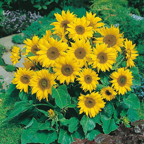 Sunflower Little Leo - Mr. Fothergill's Seeds