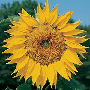 Sunflower Mammoth - Burpee Seeds