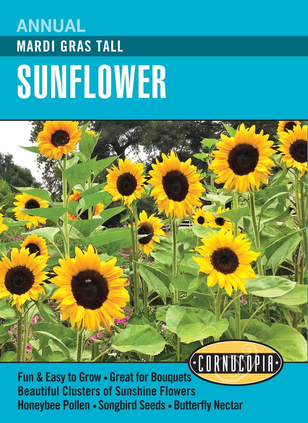 Sunflower Mardi Gras Tall - Cornucopia Seeds