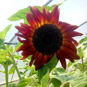 Sunflower Mix - Saanich Organics