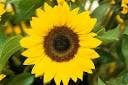 Sunflower Mix - Salt Spring Seeds