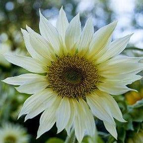 Sunflower Moonshadow - Renee's Garden Seeds