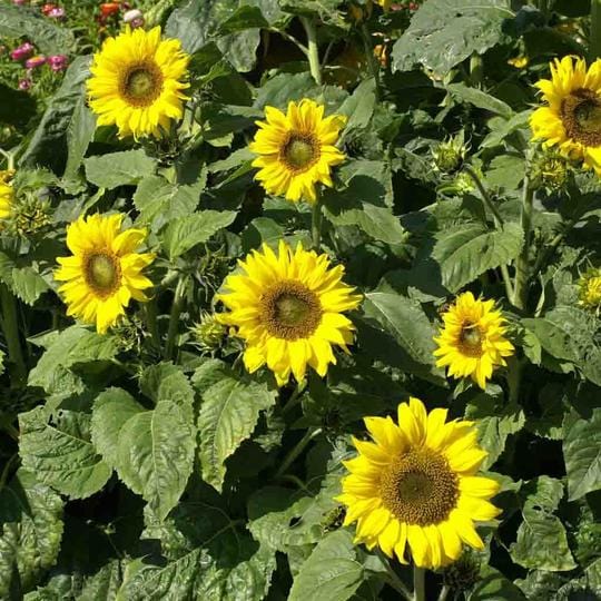 Sunflower Munchkin - McKenzie Seeds