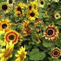 Sunflower Music Box - Renee's Garden Seeds