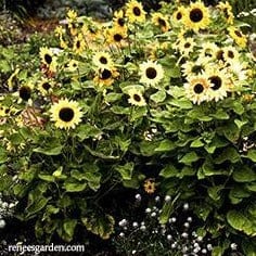 Sunflower Music Box - Renee's Garden Seeds