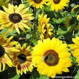 Sunflower Music Box - Renee's Garden Seeds