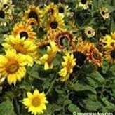 Sunflower Music Box - Renee's Garden Seeds