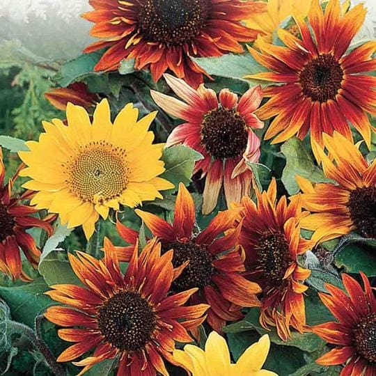 Sunflower Paquito - McKenzie Seeds – Wildwood Outdoor Living