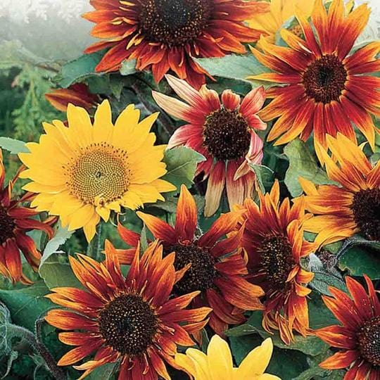 Sunflower Paquito - McKenzie Seeds