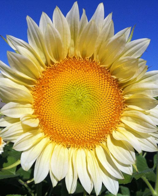Sunflower ProCut White Lite - West Coast Seeds