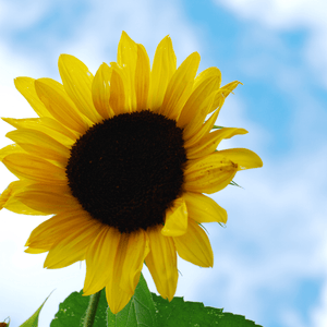 Sunflower Ray of Sunshine - Mr. Fothergill's Seeds