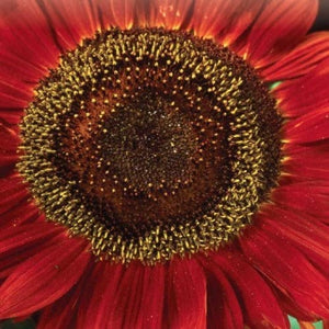 Sunflower Red Sun - McKenzie Seeds