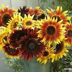 Sunflower Royal Flush - Renee's Garden