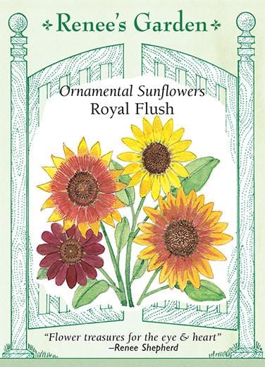 Sunflower Royal Flush - Renee's Garden