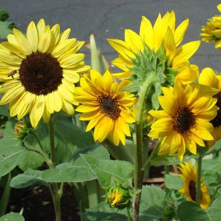 Sunflower Short Blend - West Coast Seeds