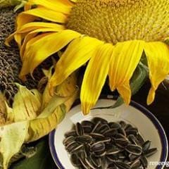Sunflower Snack Seed - Renee's Garden