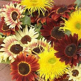 Sunflower Sun Samba - Renee's Garden Seeds