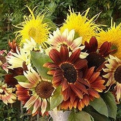 Sunflower Sun Samba - Renee's Garden Seeds