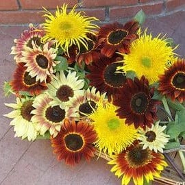 Sunflower Sun Samba - Renee's Garden Seeds