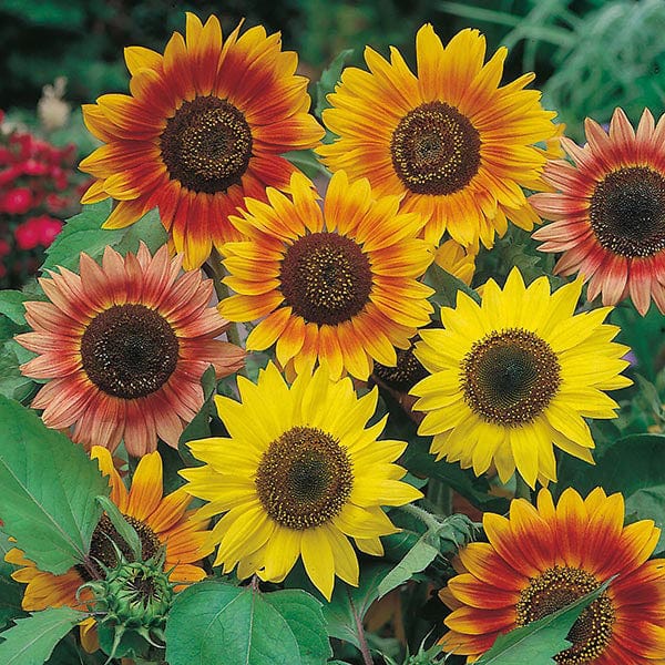 Sunflower Sunburst - Mr. Fothergill's Seeds