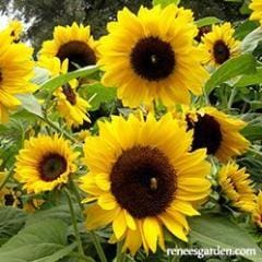 Sunflower Sundancer - Renee's Garden