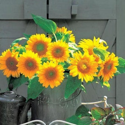 Sunflower Sunrich Gold - West Coast Seeds