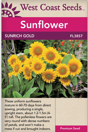 Sunflower Sunrich Gold - West Coast Seeds