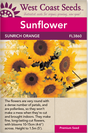 Sunflower Sunrich Orange - West Coast Seeds