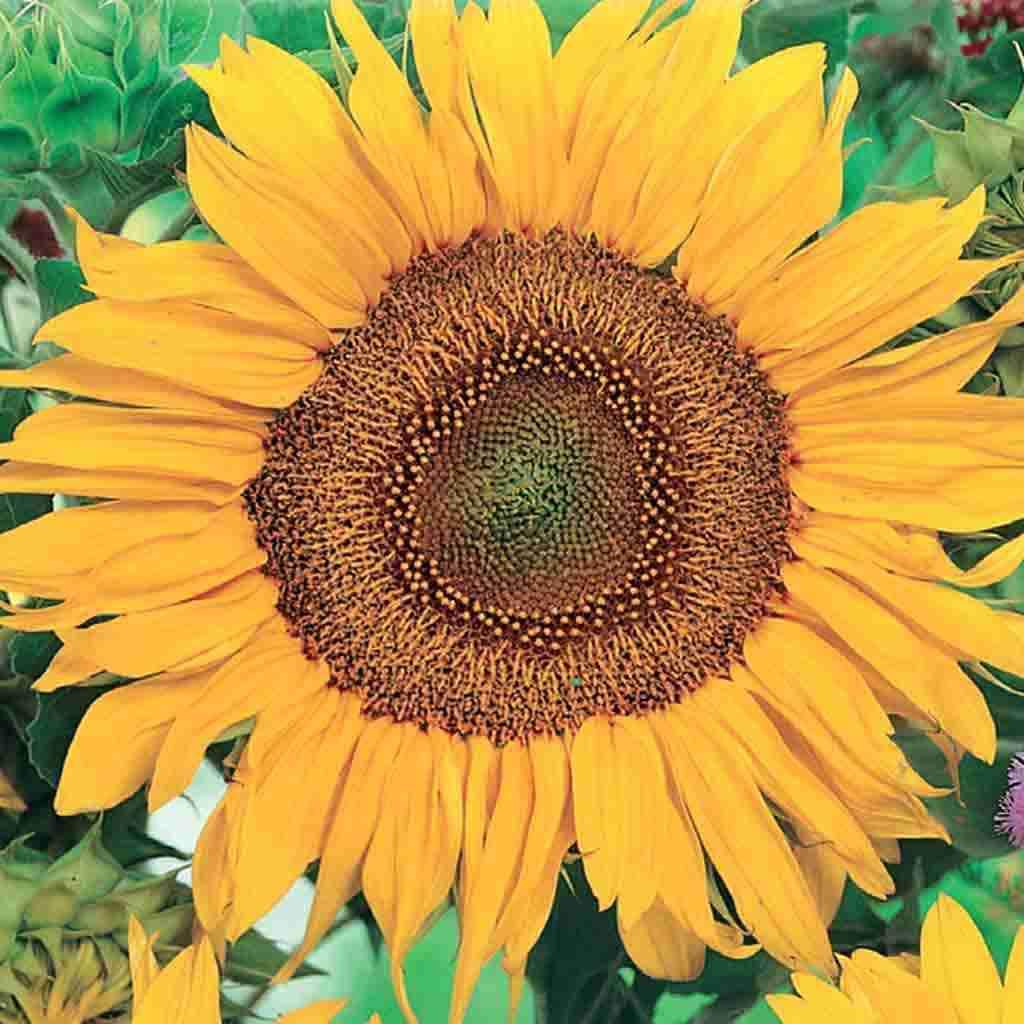 Sunflower Sunspot - McKenzie Seeds 
