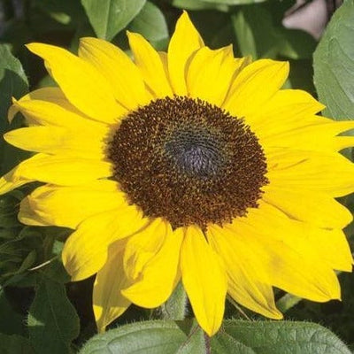 Sunflower Suntastic - West Coast Seeds