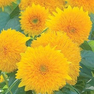 Sunflower Teddy Bear - Burpee Seeds