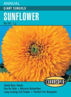 Sunflower Teddy Bear Giant Sungold - Cornucopia Seeds