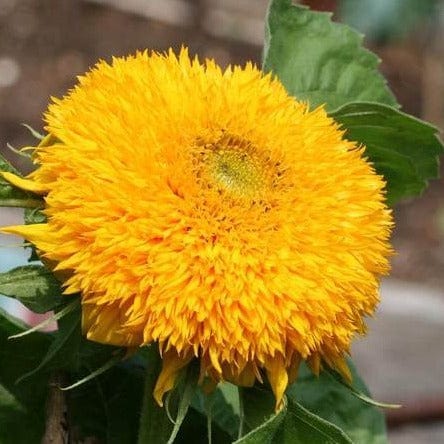 Sunflower Teddy Bear - West Coast Seeds