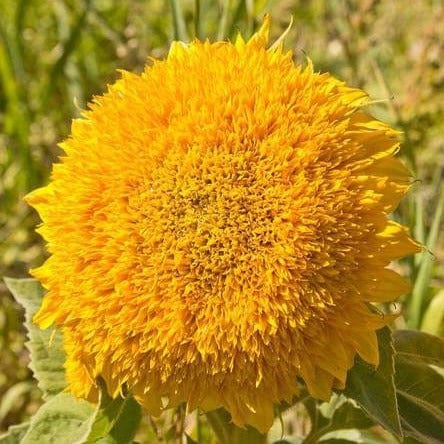 Sunflower Teddy Bear - West Coast Seeds