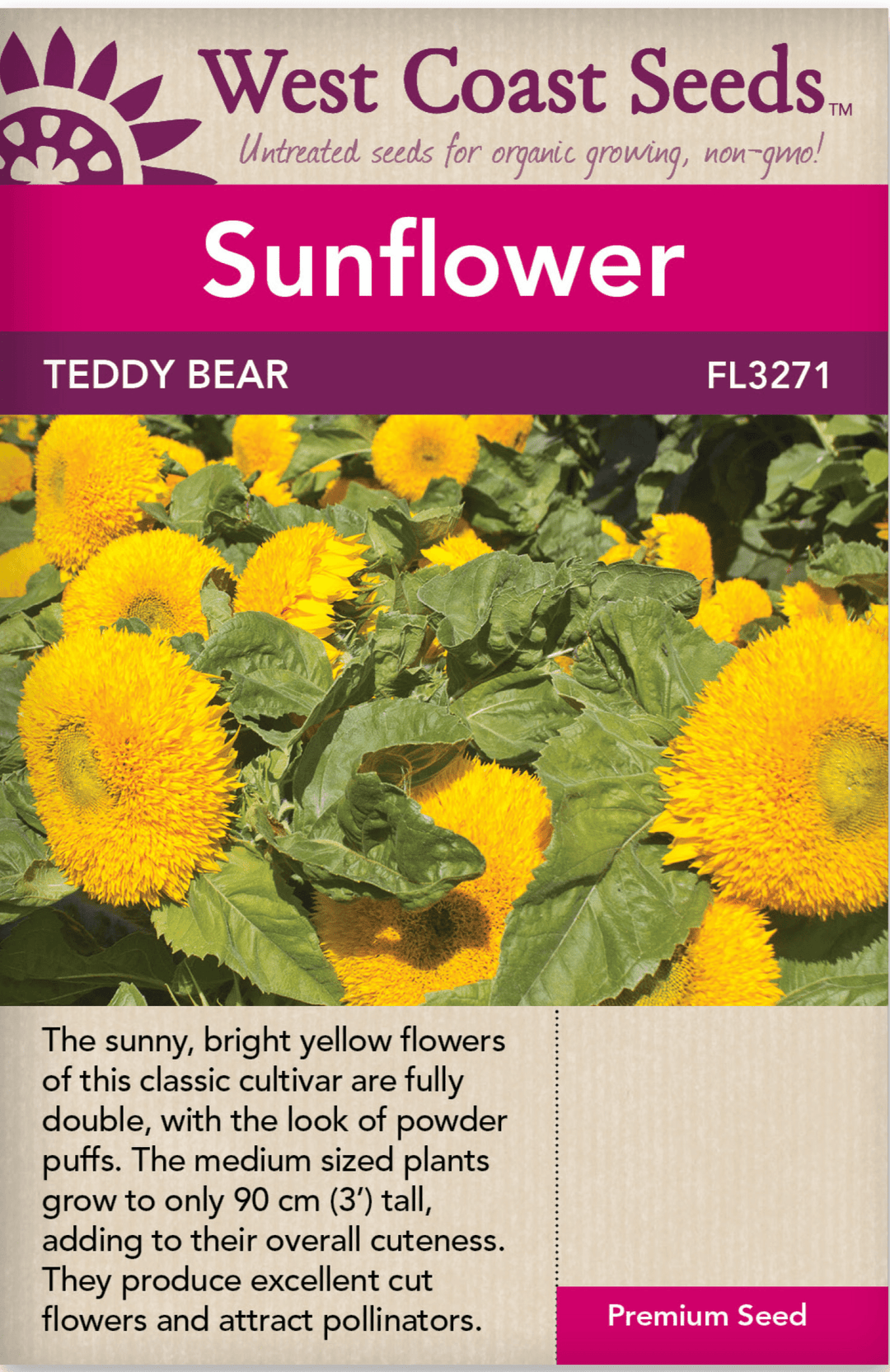 Sunflower Teddy Bear - West Coast Seeds