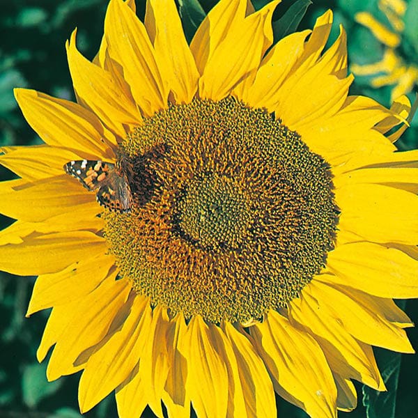 Sunflower Titan