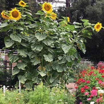 Sunflower Titan - Renee's Garden Seeds