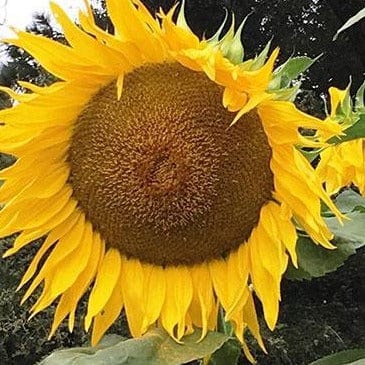 Sunflower Titan - Renee's Garden Seeds