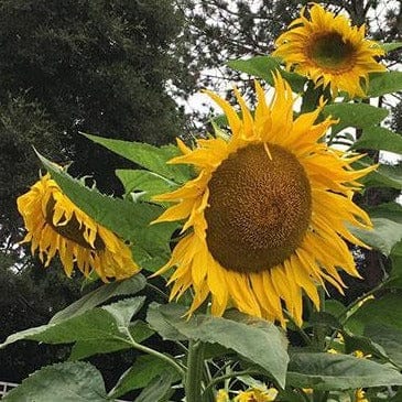 Sunflower Titan - Renee's Garden Seeds