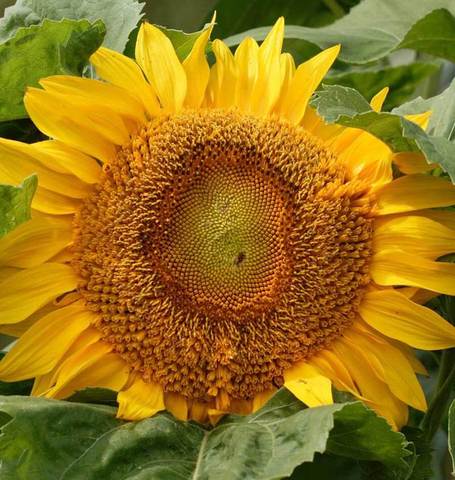 Sunflower Titan - West Coast Seeds Ltd